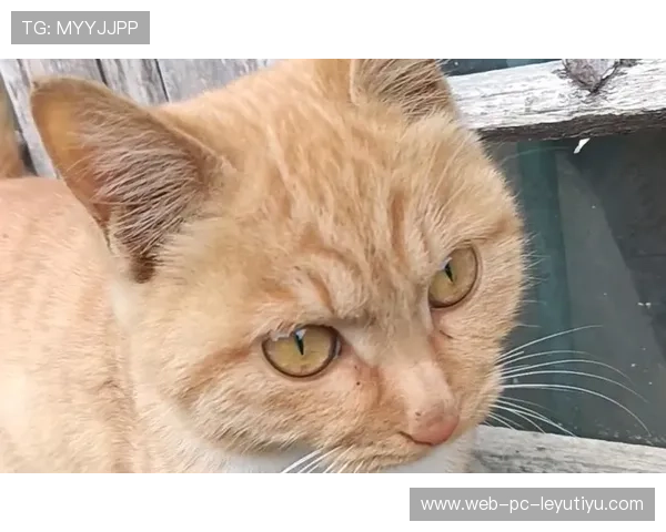 猫咪可以遛吗?这些猫可以,猫咪能溜吗 猫咪可以遛吗?这些猫可以,猫咪能溜吗