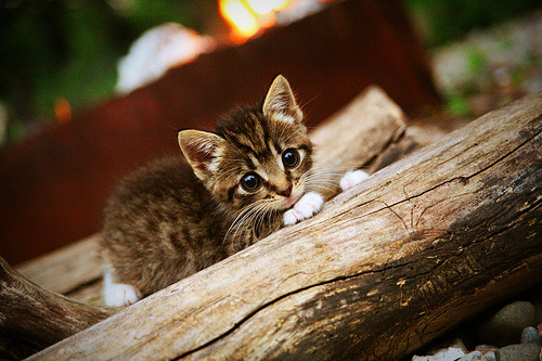 乐鱼官网优惠-全运会闭幕东道主成绩优异，2025全运会东道主